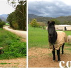 Emerald Park Holiday Farm - Accommodation Nelson Bay