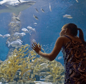 The Aquarium of Western Australia - Accommodation Nelson Bay