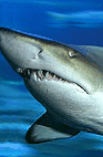 The Aquarium Of Western Australia - Accommodation Nelson Bay 2