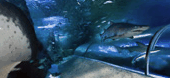 The Aquarium Of Western Australia - Accommodation Nelson Bay 3