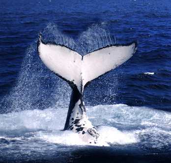 Brisbane Whale Watching - Accommodation Nelson Bay 0