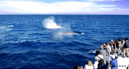Brisbane Whale Watching - Accommodation Nelson Bay 1