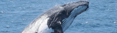 Brisbane Whale Watching - Accommodation Nelson Bay 2