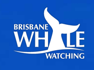 Brisbane Whale Watching - thumb 3