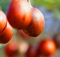 Tropical Fruit World - Accommodation Nelson Bay