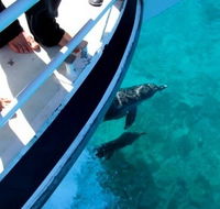 Pelican Charters - Accommodation Nelson Bay