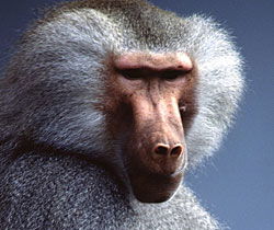 Alma Park Zoo - Accommodation Nelson Bay 1
