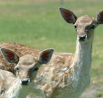 Marapana Wildlife Park - Accommodation Nelson Bay