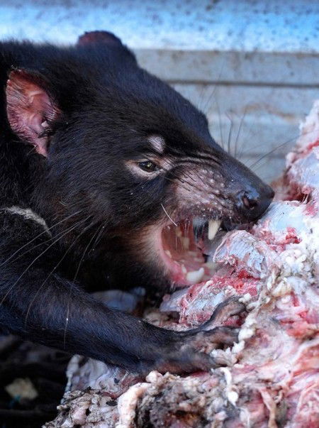 Peel Zoo - Accommodation Nelson Bay 2