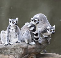 Adelaide Zoo - Accommodation Nelson Bay
