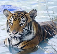 Zoo Doo Wildlife Park - Accommodation Nelson Bay