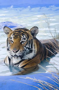 Zoo Doo Wildlife Park - Accommodation Nelson Bay 0