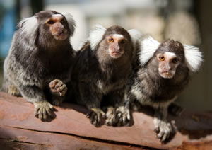 Zoo Doo Wildlife Park - Accommodation Nelson Bay 1