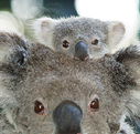 Billabong Koala and Wildlife Park - Accommodation Nelson Bay