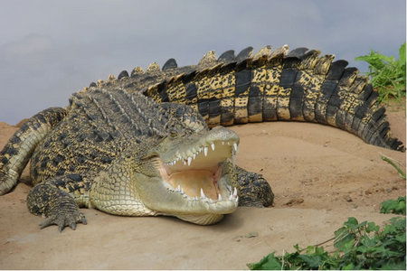 Dundee's Wildlife Park - Accommodation Nelson Bay 0