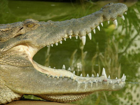 Dundee's Wildlife Park - Accommodation Nelson Bay 1