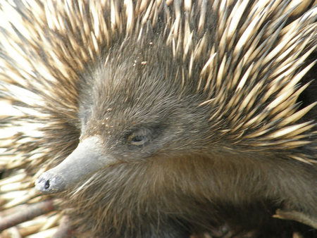 Dundee's Wildlife Park - Accommodation Nelson Bay 3