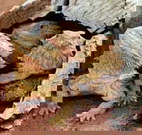 Alice Springs Reptile Centre - Accommodation Nelson Bay