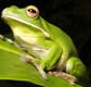 The Rainforest Habitat - Accommodation Nelson Bay