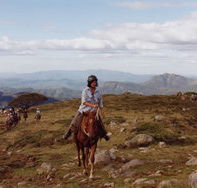High Country Horses - Accommodation Nelson Bay