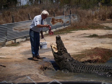 Koorana Saltwater Crocodile Farm - Accommodation Nelson Bay 1