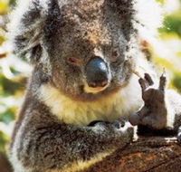 Gorge Wildlife Park - Accommodation Nelson Bay