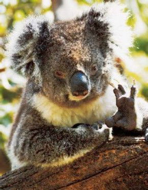 Gorge Wildlife Park - Accommodation Nelson Bay 0