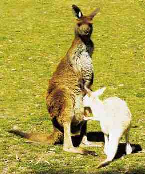 Gorge Wildlife Park - Accommodation Nelson Bay 1
