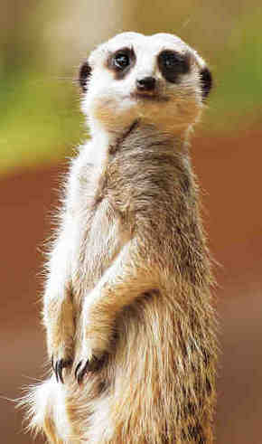 Gorge Wildlife Park - Accommodation Nelson Bay 2