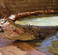 Wyndham Zoological Gardens and Crocodile Park - Accommodation Nelson Bay