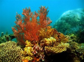 Three Islands Whale Shark Dive - Accommodation Nelson Bay 0