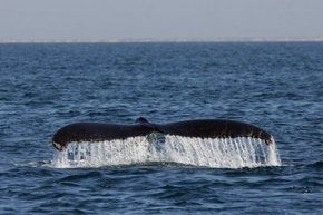 Three Islands Whale Shark Dive - Accommodation Nelson Bay 1