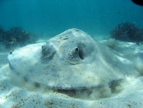 Three Islands Whale Shark Dive - Accommodation Nelson Bay 2