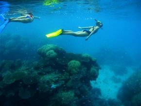 Three Islands Whale Shark Dive - Accommodation Nelson Bay 3