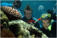 Dolphin Wild - Accommodation Nelson Bay 1