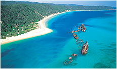 Dolphin Wild - Accommodation Nelson Bay 3