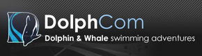 Dolphcom - Dolphin & Whale Swimming Adventures - Accommodation Nelson Bay 0