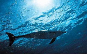 Dolphcom - Dolphin & Whale Swimming Adventures - Accommodation Nelson Bay 1