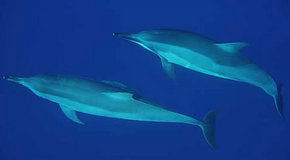 Dolphcom - Dolphin & Whale Swimming Adventures - Accommodation Nelson Bay 3
