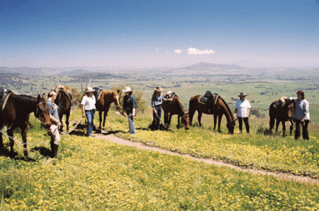 Watsons Trail Rides - Accommodation Nelson Bay 1
