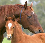 Blue Gum Farm - Accommodation Nelson Bay