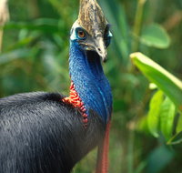 David Fleay Wildlife Park - Accommodation Nelson Bay