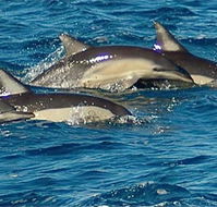 Dolphin Swim Australia - Accommodation Nelson Bay