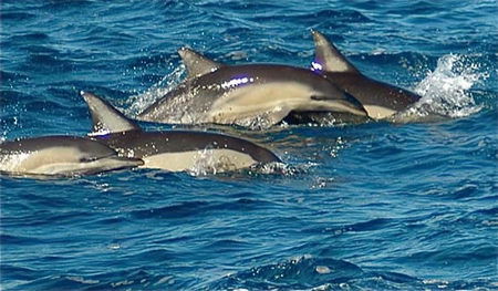 Dolphin Swim Australia - Accommodation Nelson Bay 0
