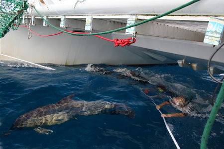 Dolphin Swim Australia - Accommodation Nelson Bay 1