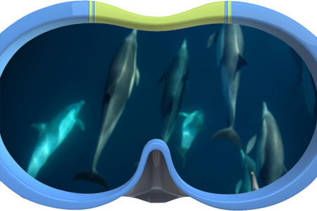 Dolphin Swim Australia - Accommodation Nelson Bay 3