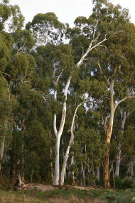Heysen - The Cedars - Accommodation Nelson Bay 2
