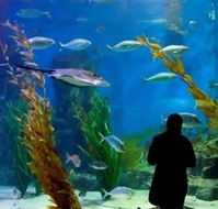 Melbourne Aquarium - Accommodation Nelson Bay