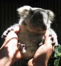 Koala Park Sanctuary - Accommodation Nelson Bay 1
