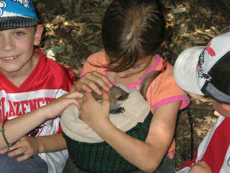 Koala Park Sanctuary - Accommodation Nelson Bay 3